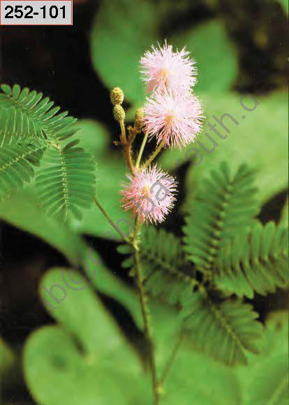 %_tempFileNameJena_Bot%20Garten_Seite_11%